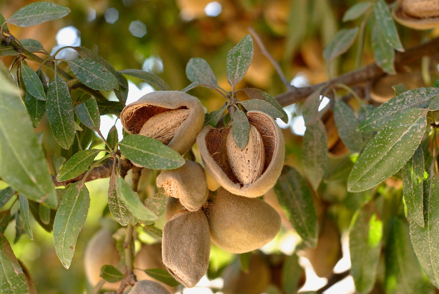 Almond Processing Equipment